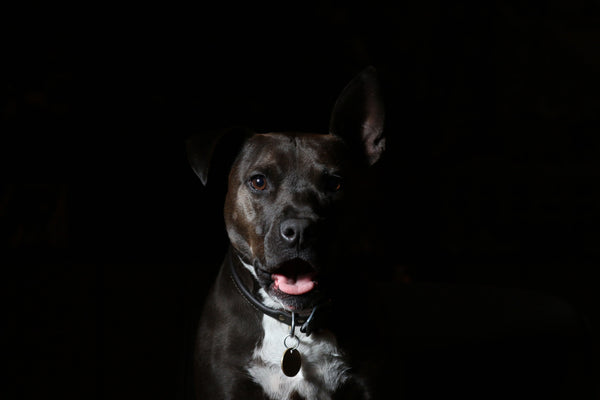 pitbull